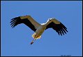 _9SB2383 white stork
